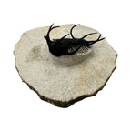 Ceratarges aries Trilobite