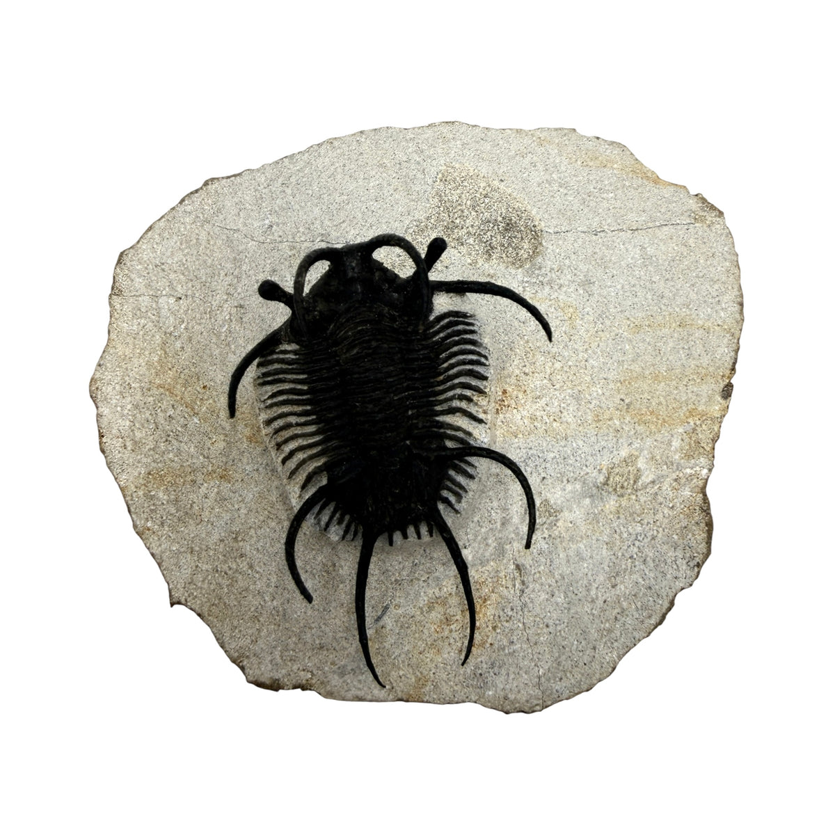 Ceratarges aries Trilobite