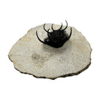Ceratarges aries Trilobite
