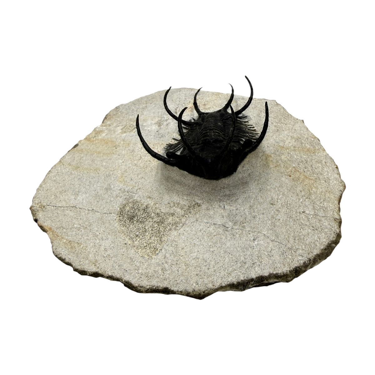 Ceratarges aries Trilobite