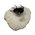 Ceratarges aries Trilobite