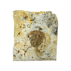 Ceraurus Trilobite