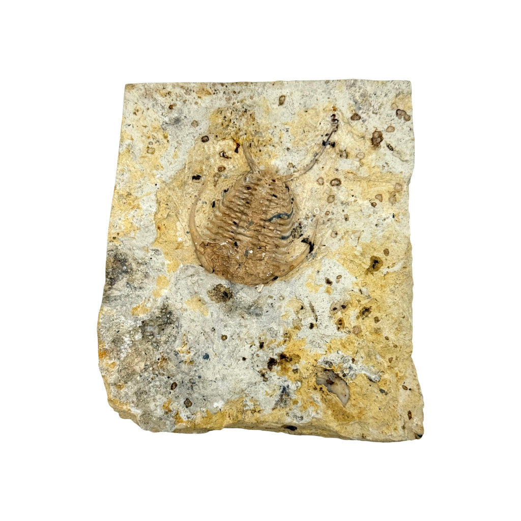 Ceraurus Trilobite