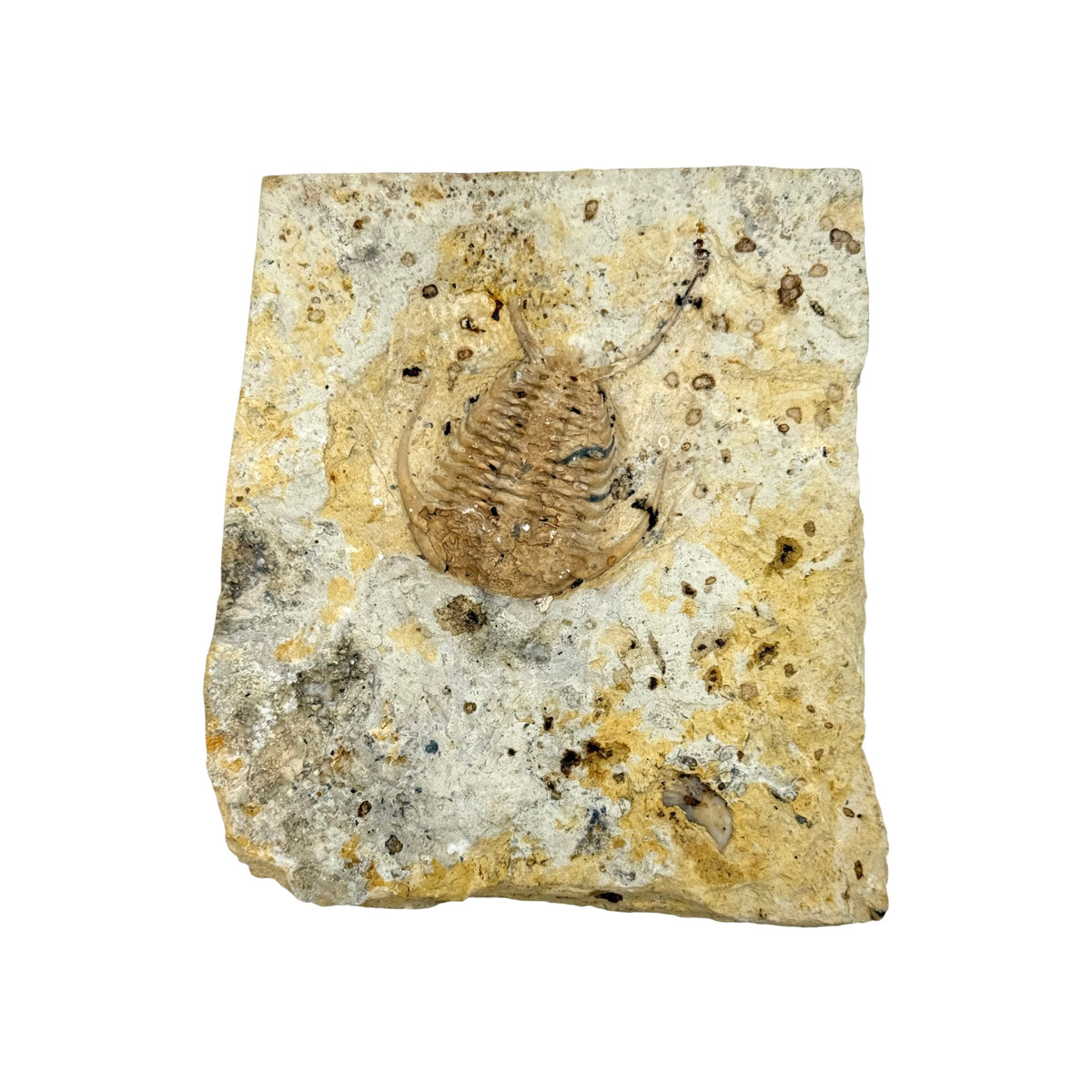 Ceraurus Trilobite