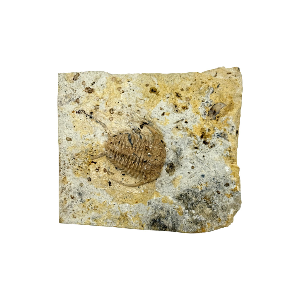 Ceraurus Trilobite