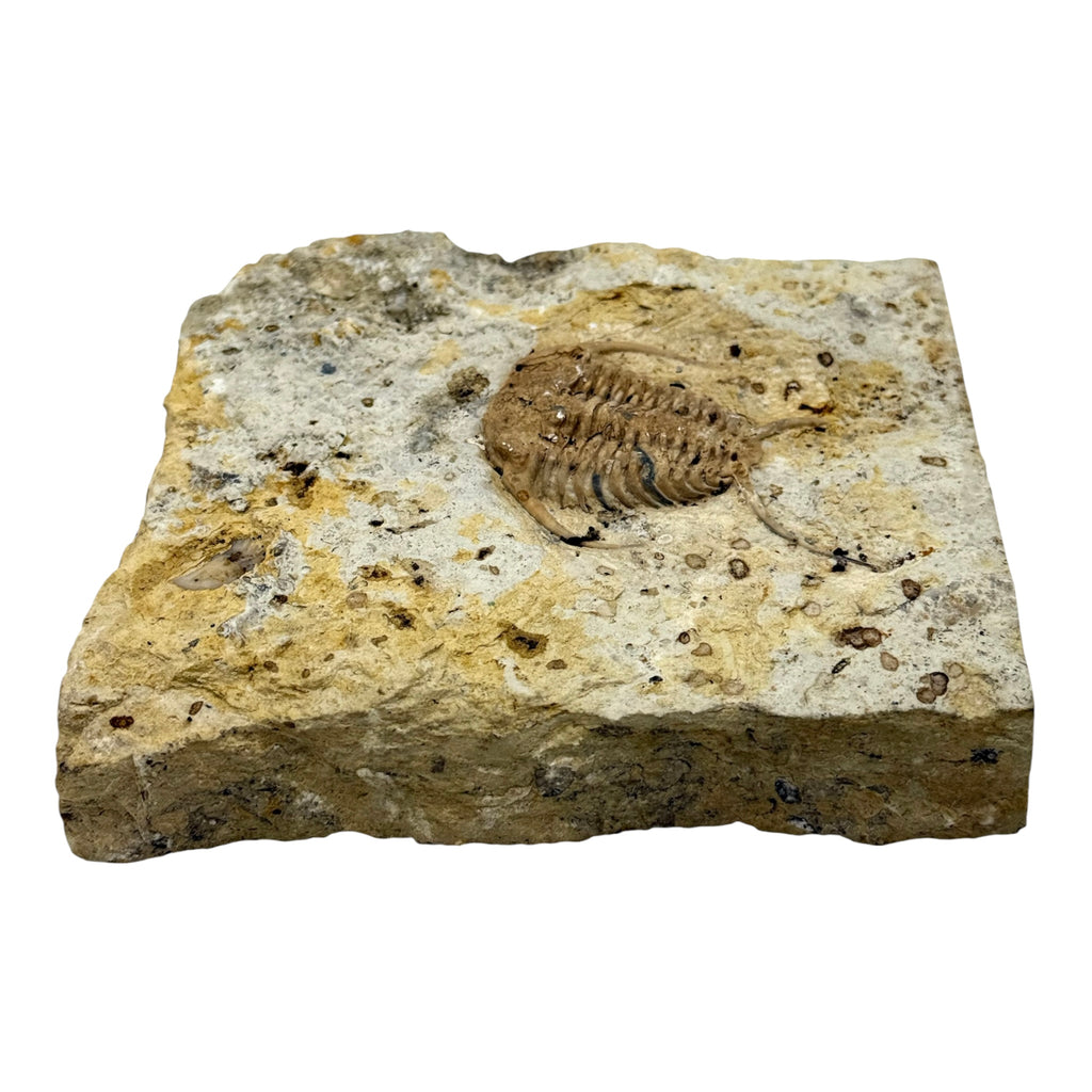 Ceraurus Trilobite