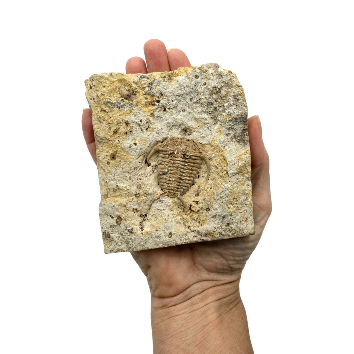 Ceraurus Trilobite