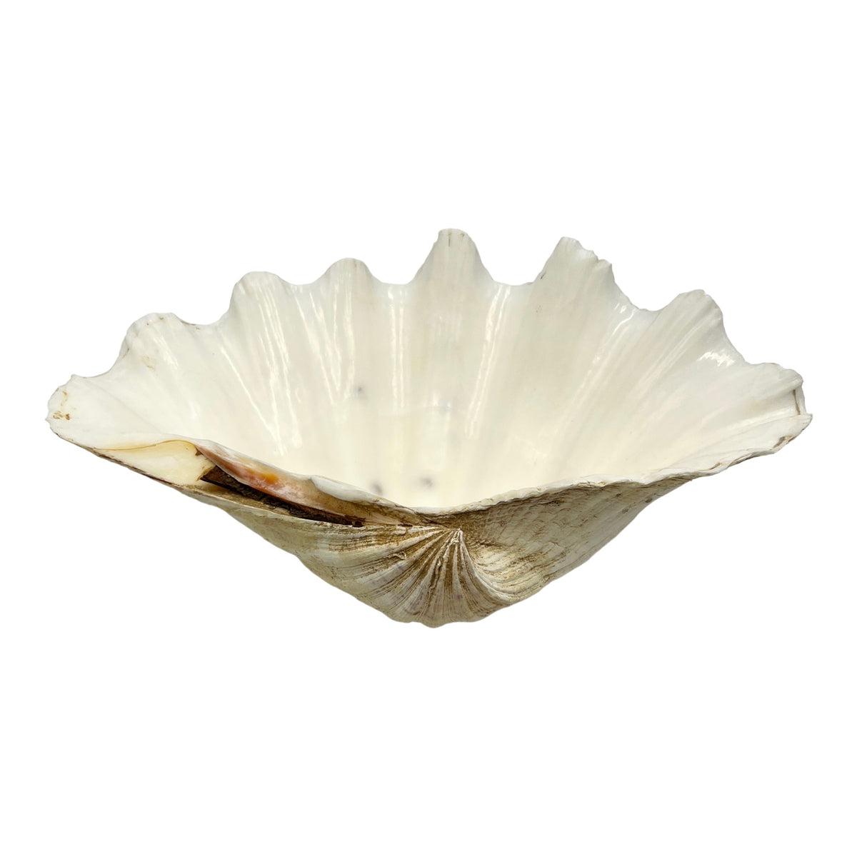 China Clam (12.75")