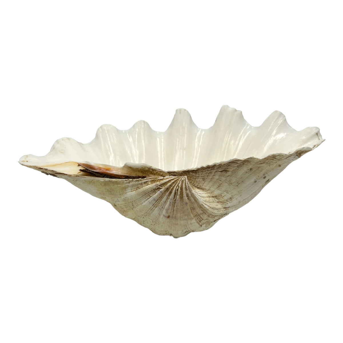 China Clam (12.75")
