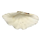 China Clam (12.75")