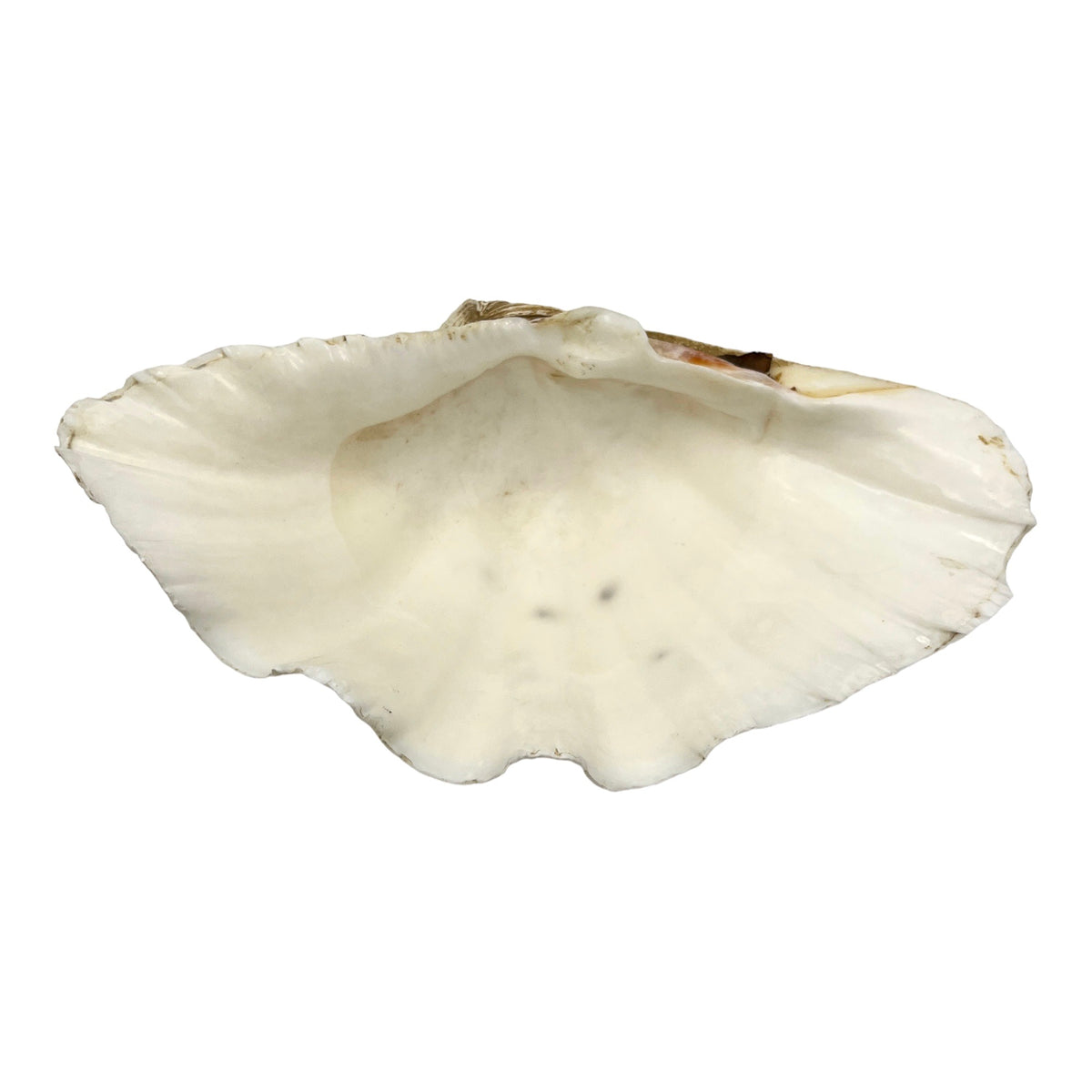 China Clam (12.75")