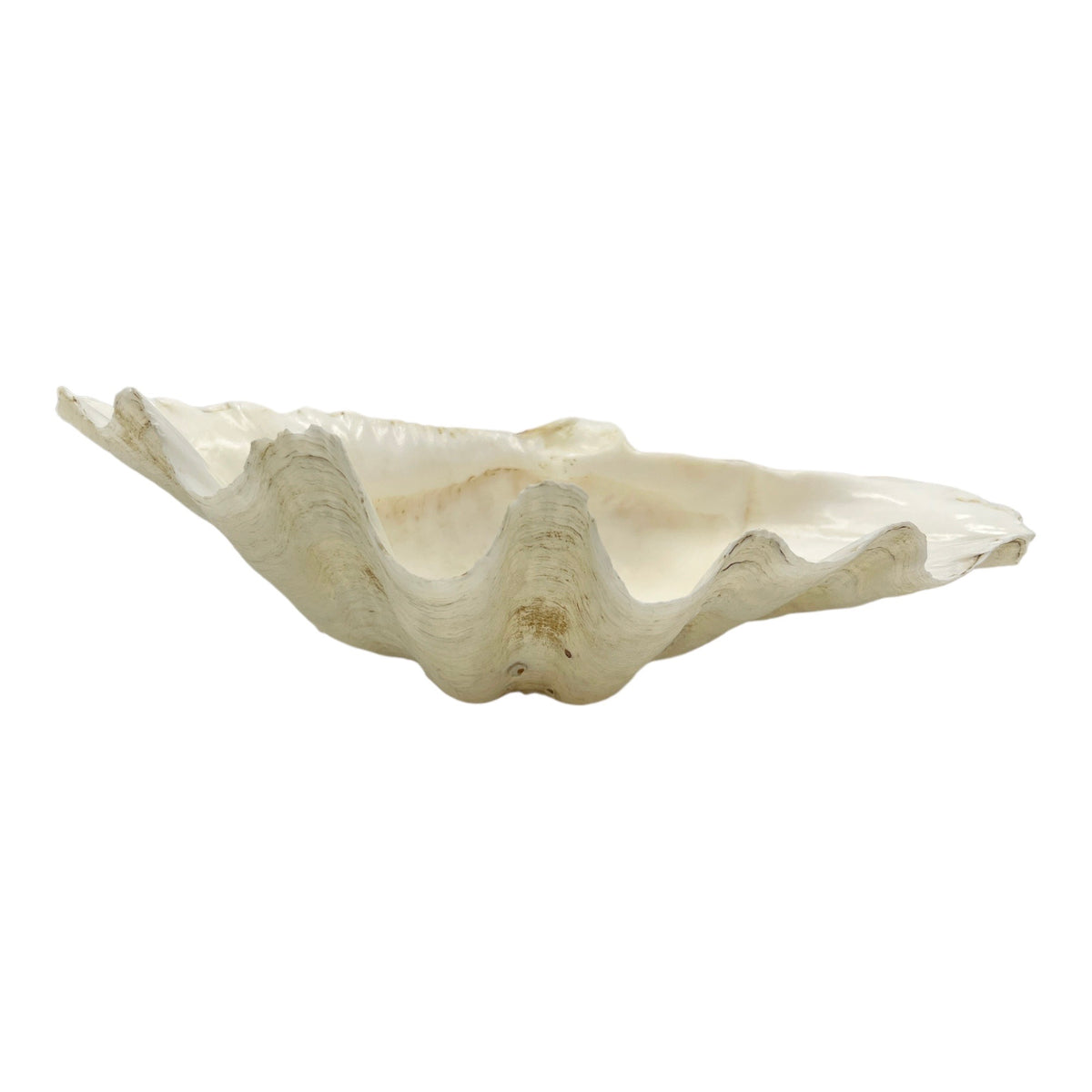China Clam (12.75")