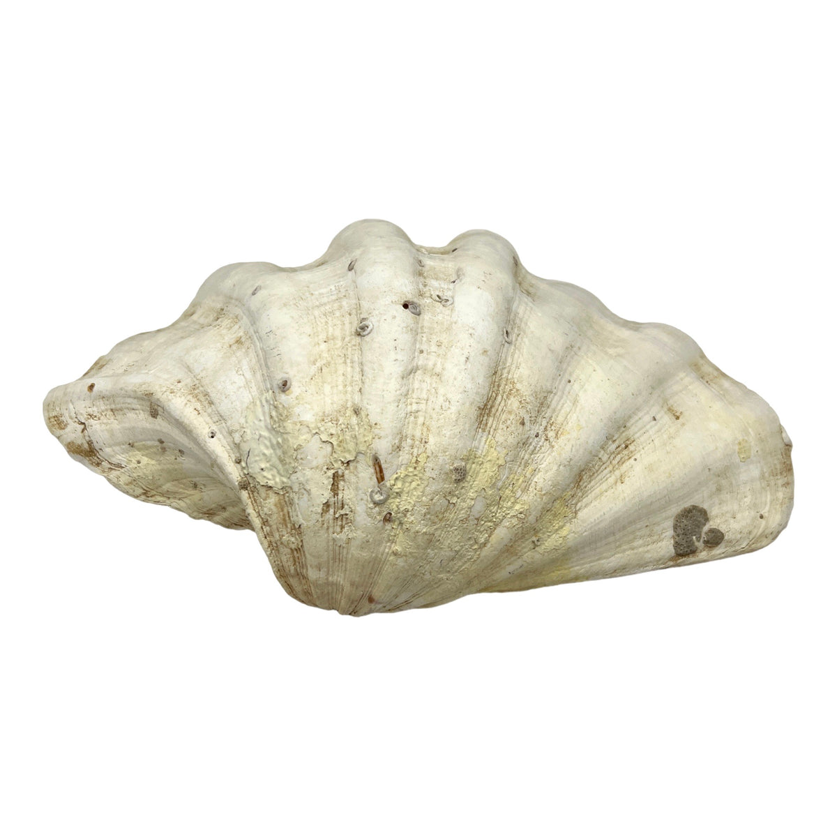 China Clam (12.75")