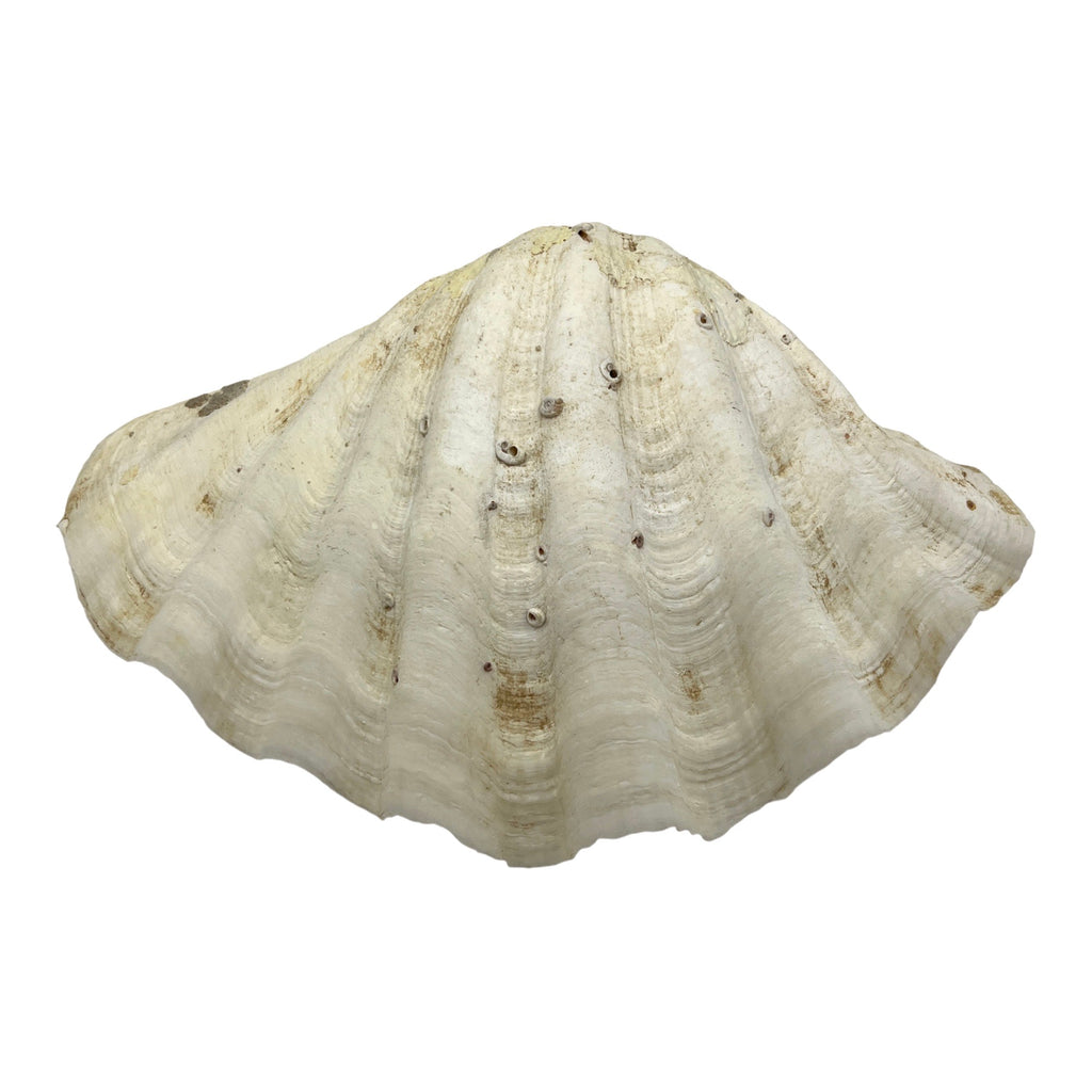China Clam (12.75")