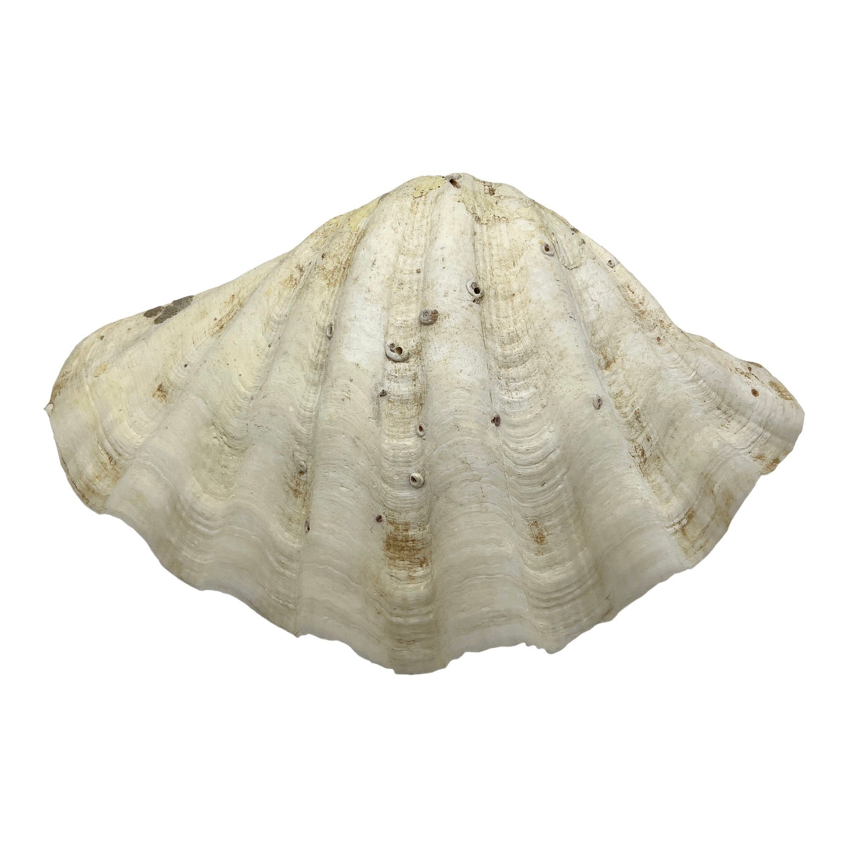China Clam (12.75")