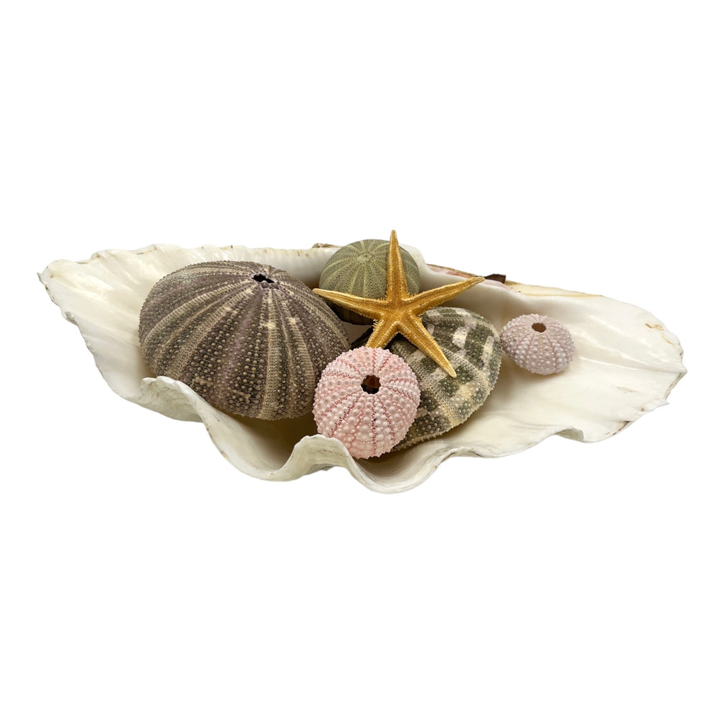 China Clam (12.75")