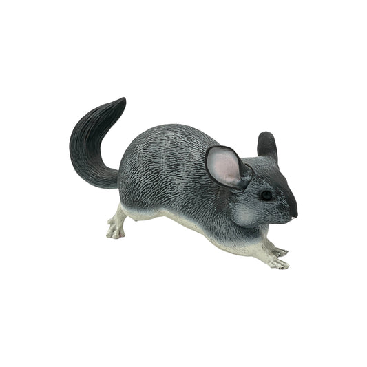 Chinchilla (Safari)