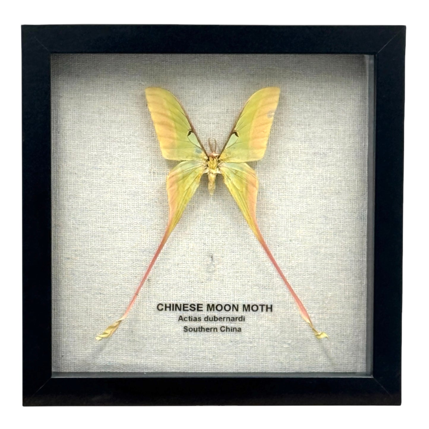 Chinese Moon Moth