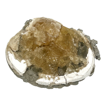 Fossilized Clam with Calcite