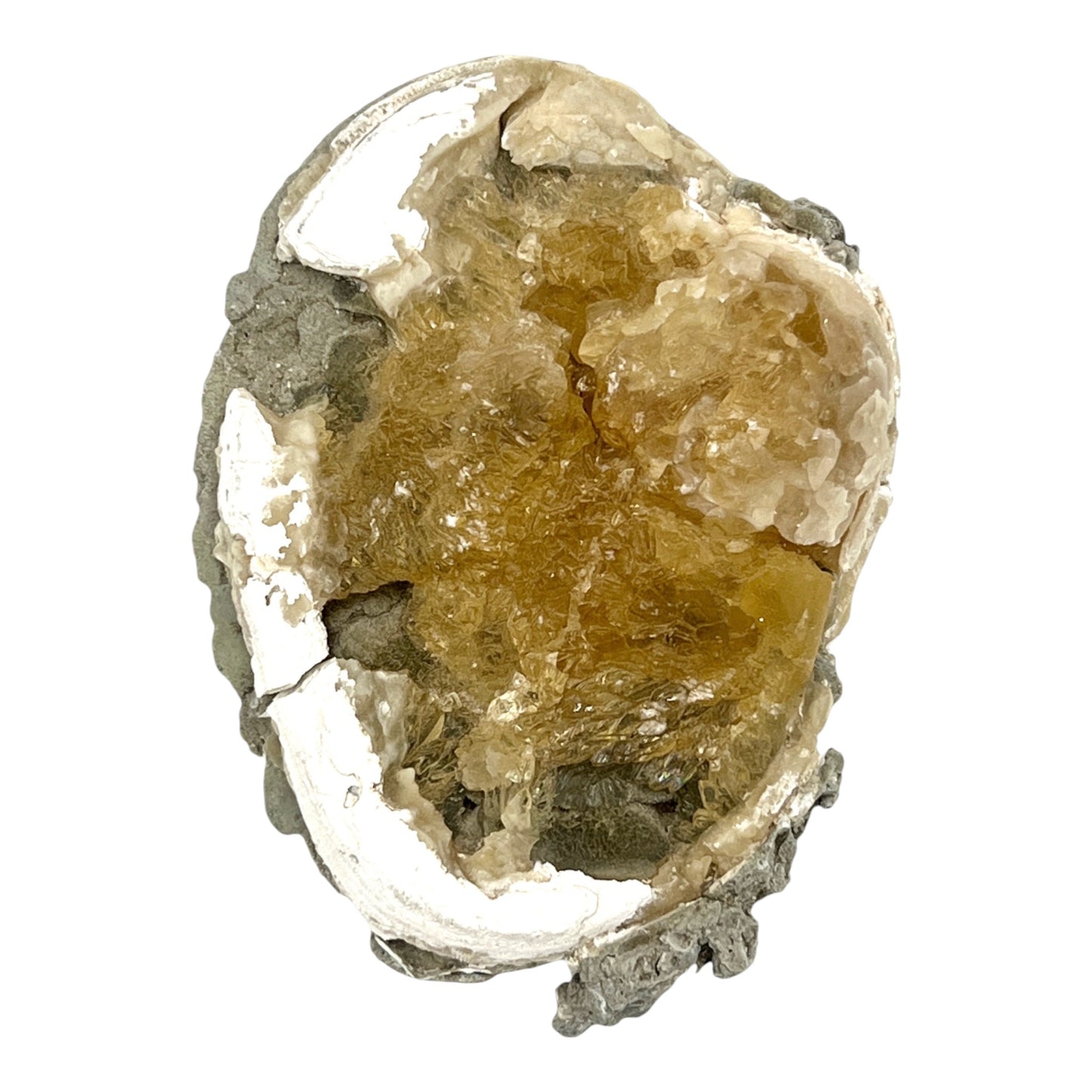 Fossilized Clam with Calcite