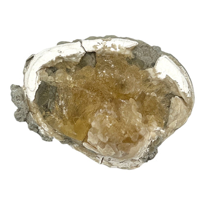 Fossilized Clam with Calcite