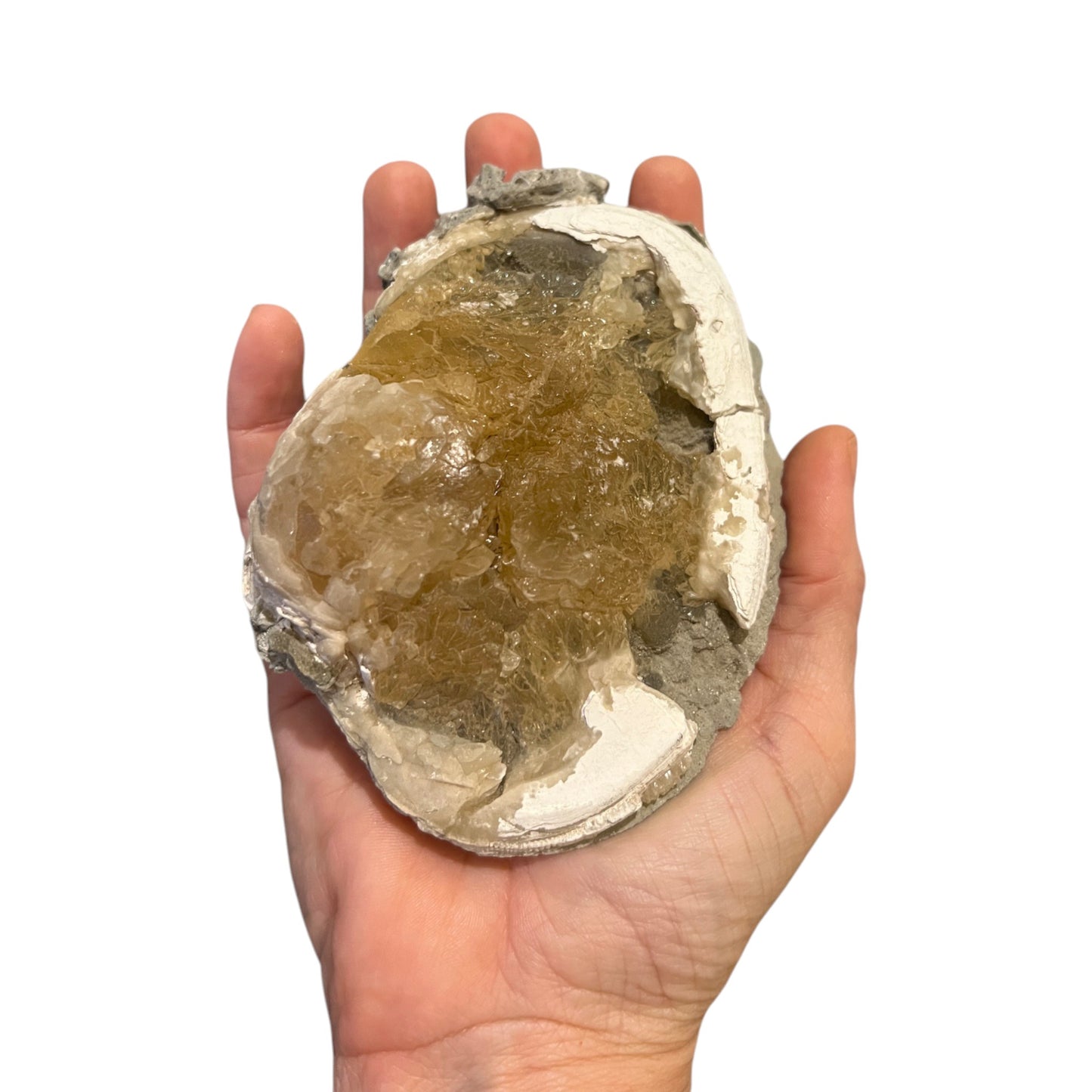 Fossilized Clam with Calcite