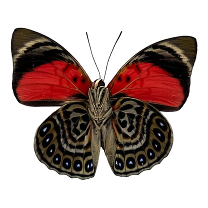 Claudina Agrias Butterfly