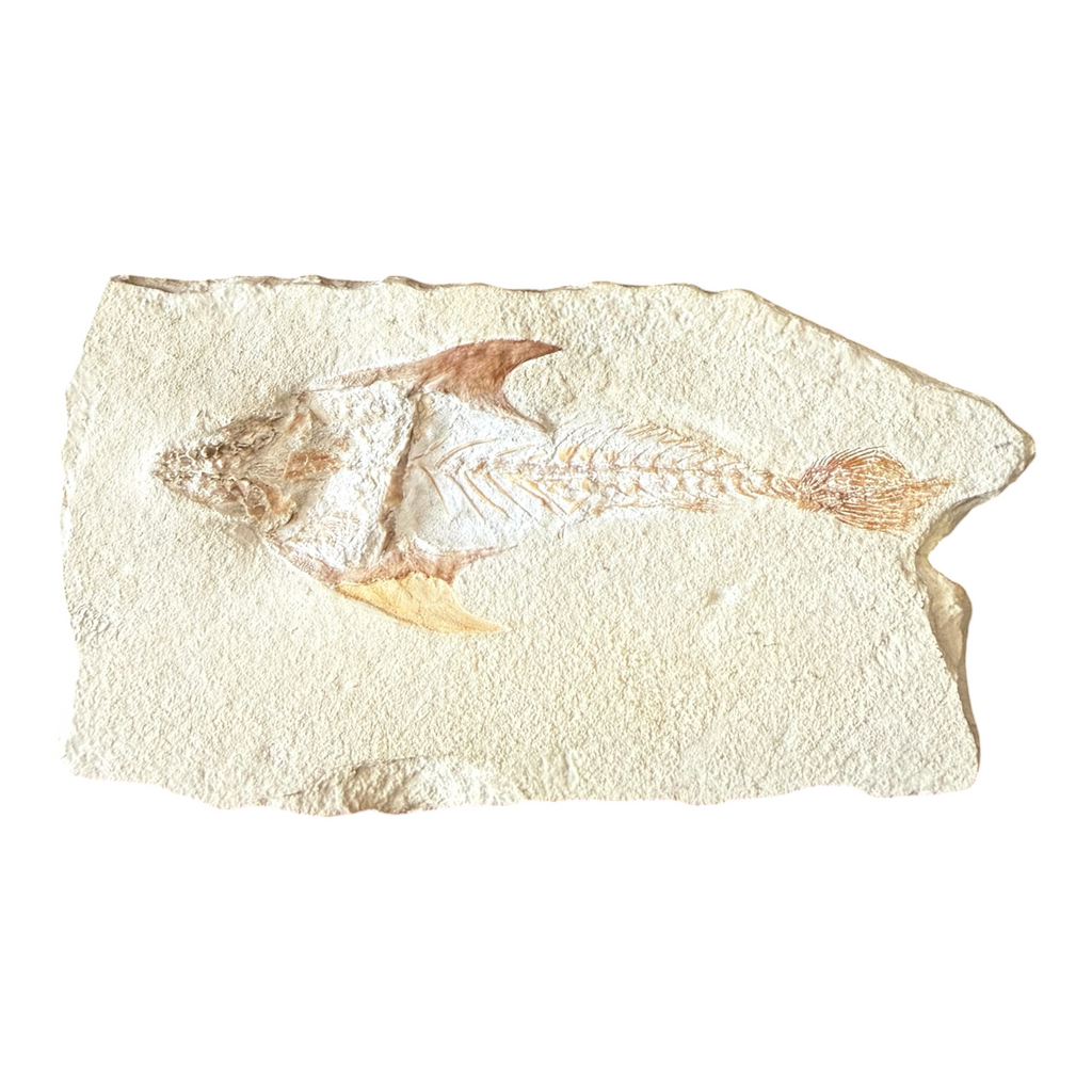 Fossil Fish Plate (Coccodus)