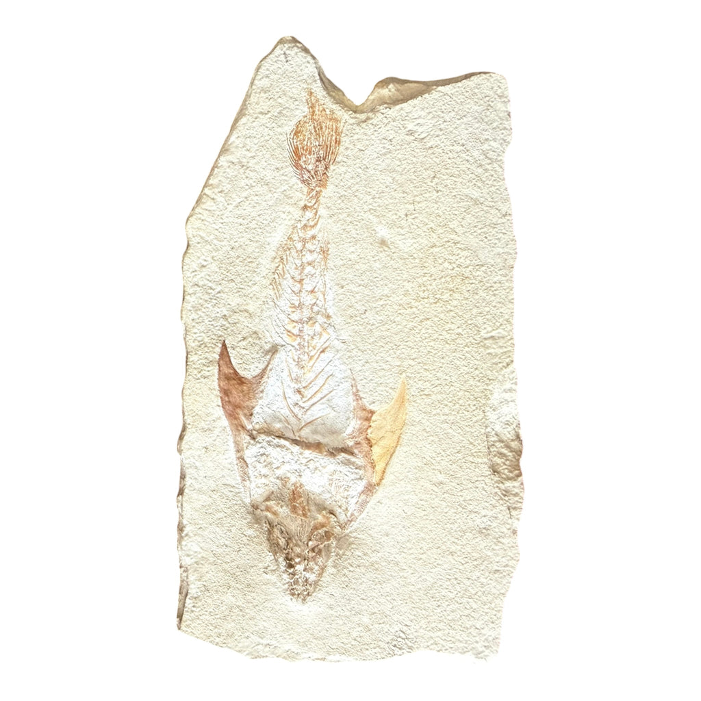 Fossil Fish Plate (Coccodus)