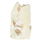 Fossil Fish Plate (Coccodus)