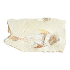 Fossil Fish Plate (Coccodus)
