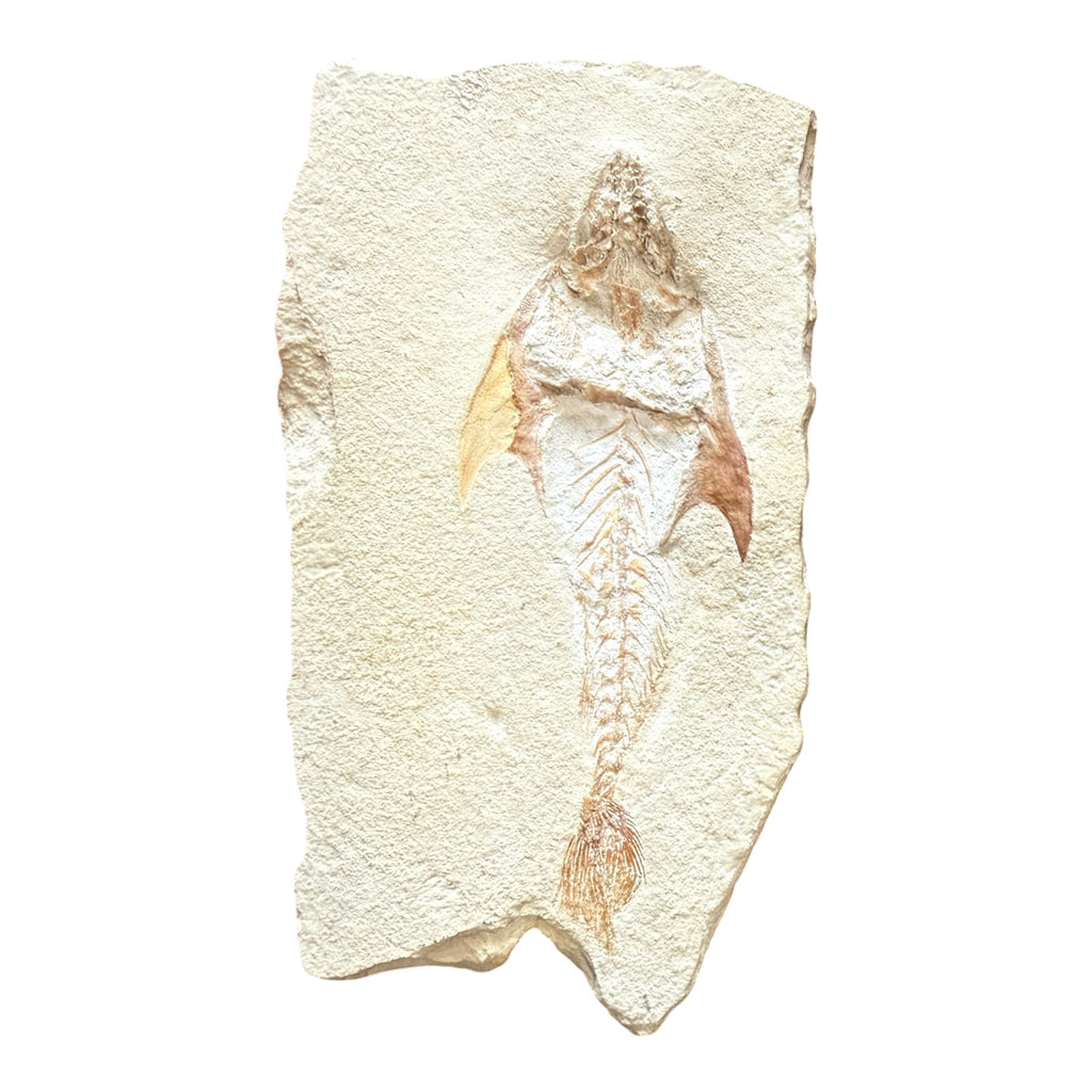 Fossil Fish Plate (Coccodus)