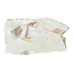 Fossil Fish Plate (Coccodus)