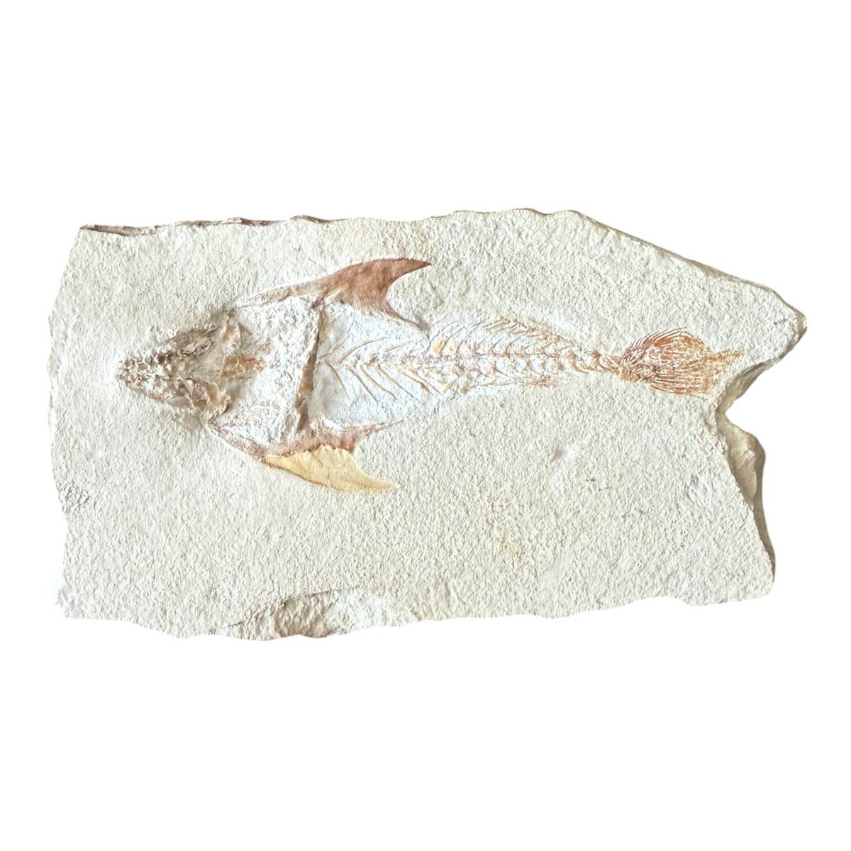 Fossil Fish Plate (Coccodus)
