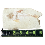 Fossil Fish Plate (Coccodus)