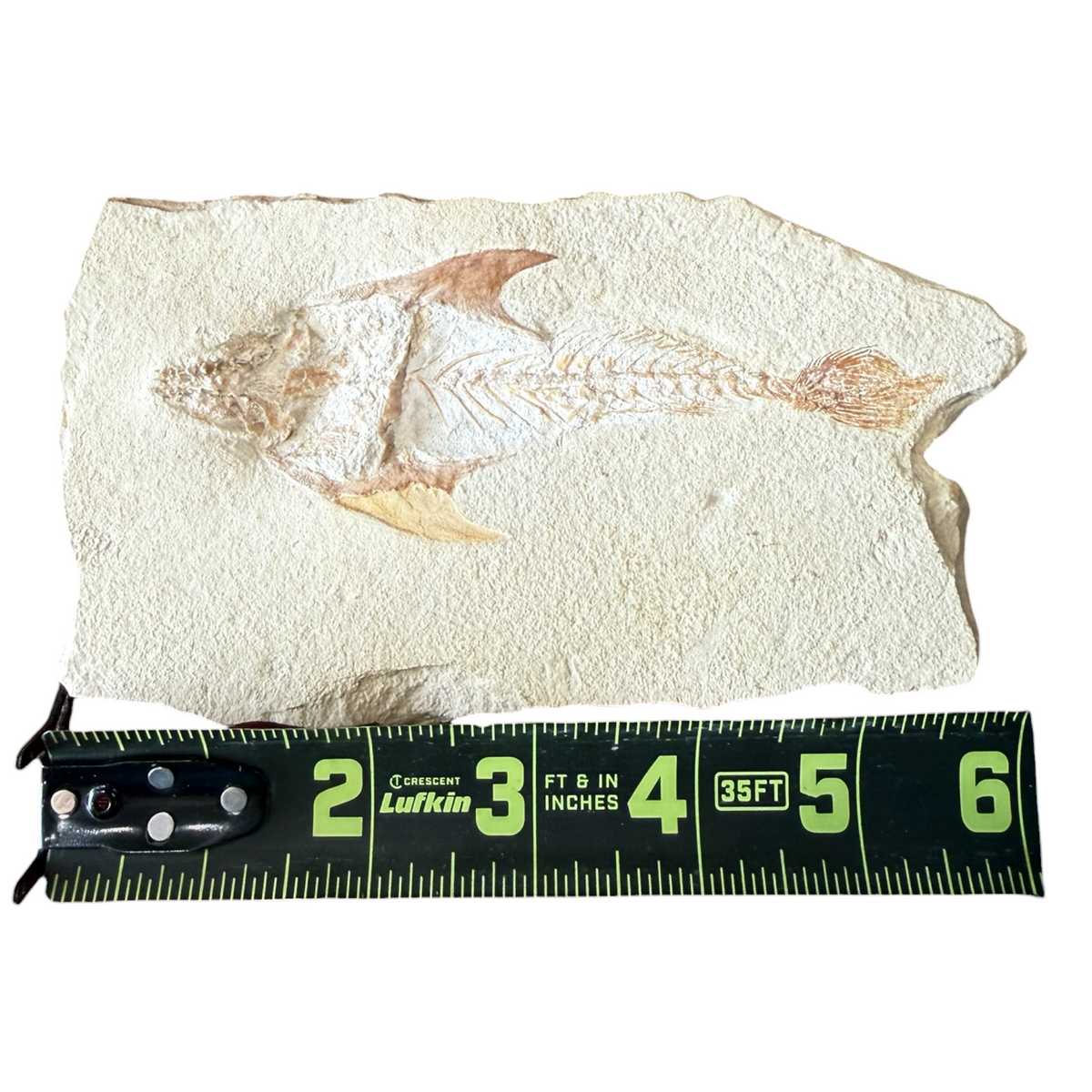 Fossil Fish Plate (Coccodus)