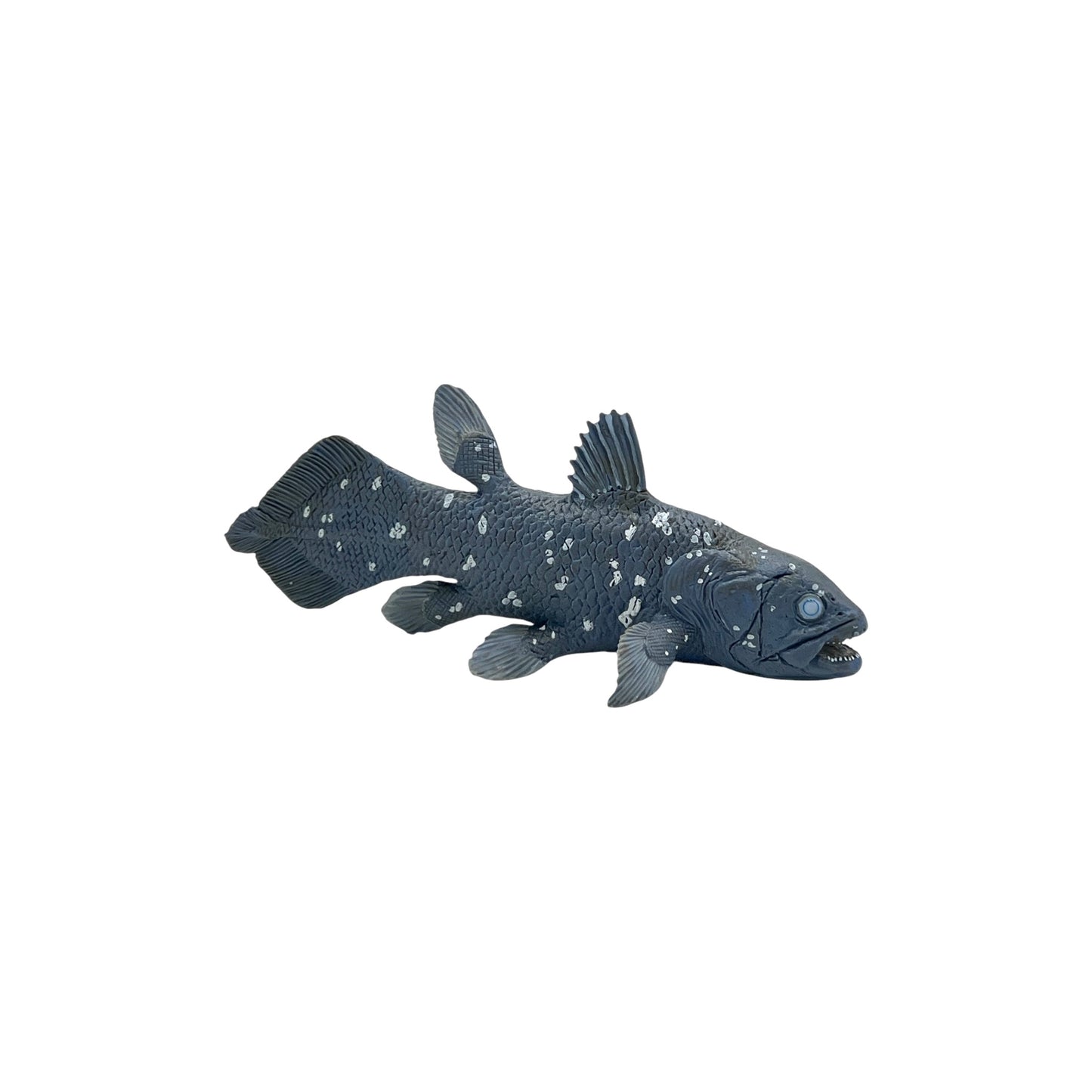 Coelacanth (Safari)