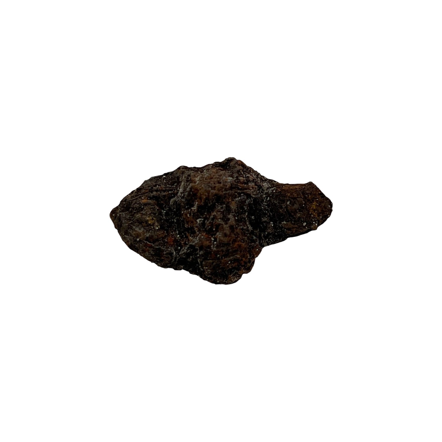 Coprolite (1-2")