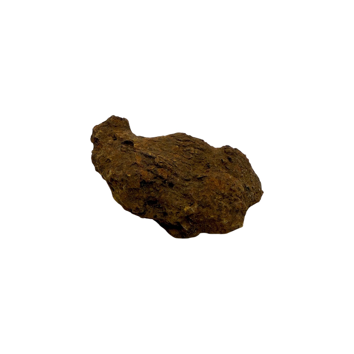 Coprolite (1-2")