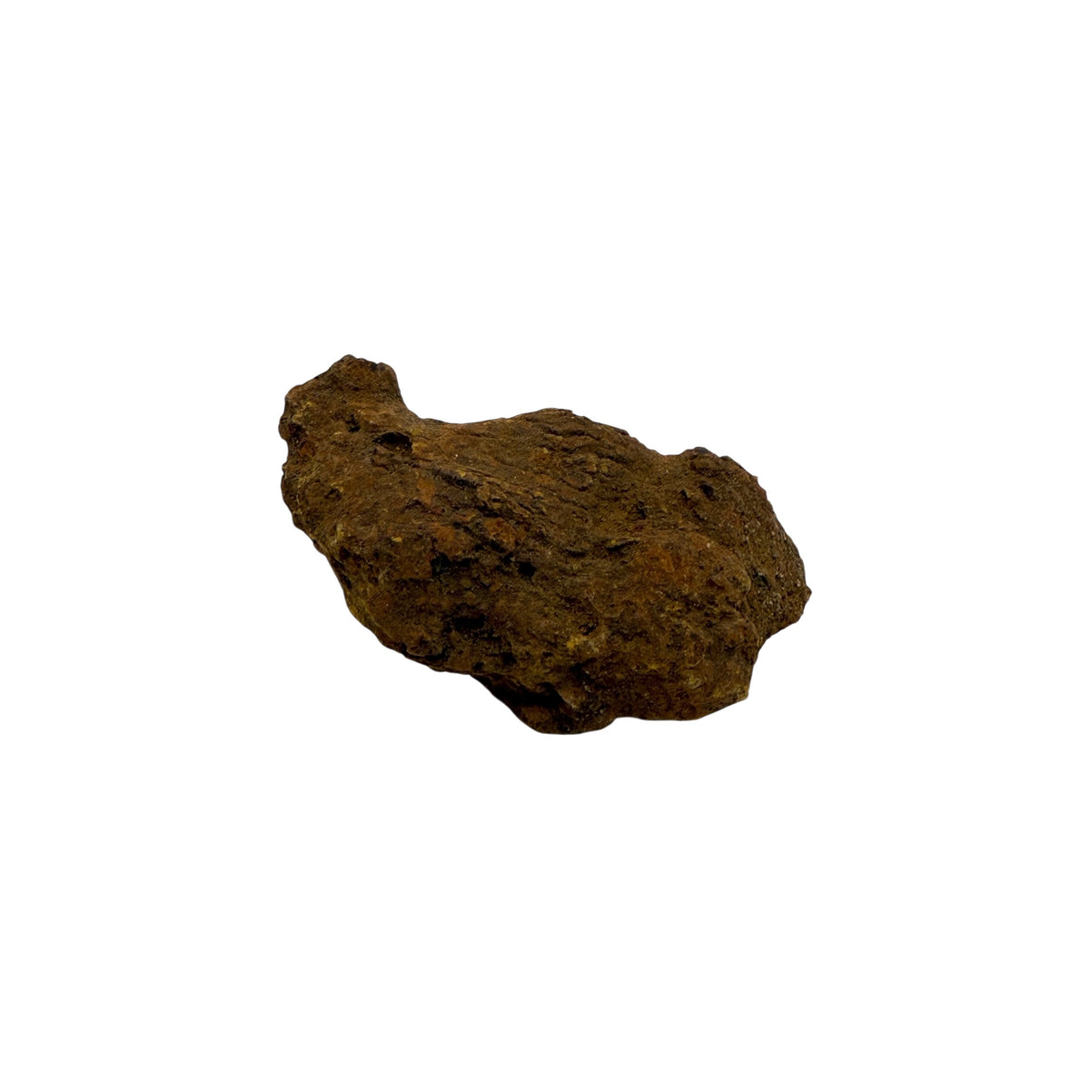 Coprolite (1-2")