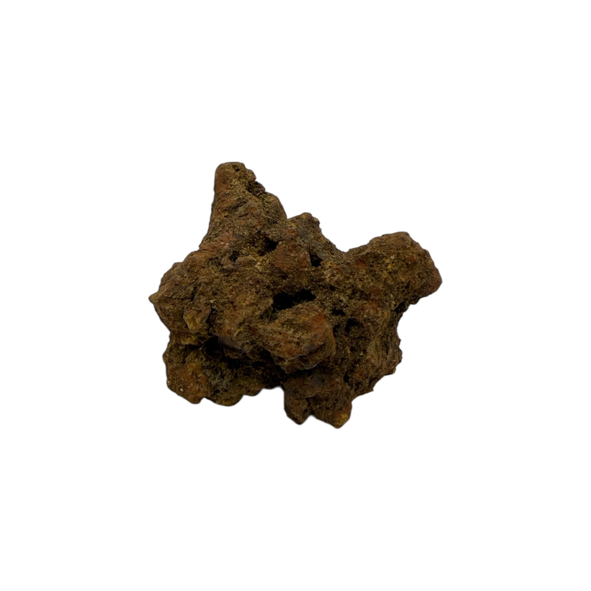 Coprolite (1-2")