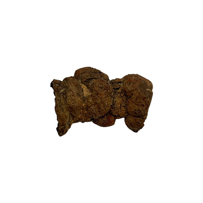 Coprolite (1-2")