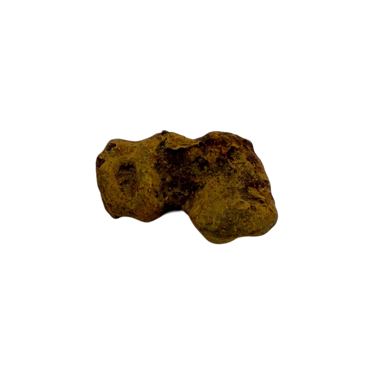 Coprolite (1-2")
