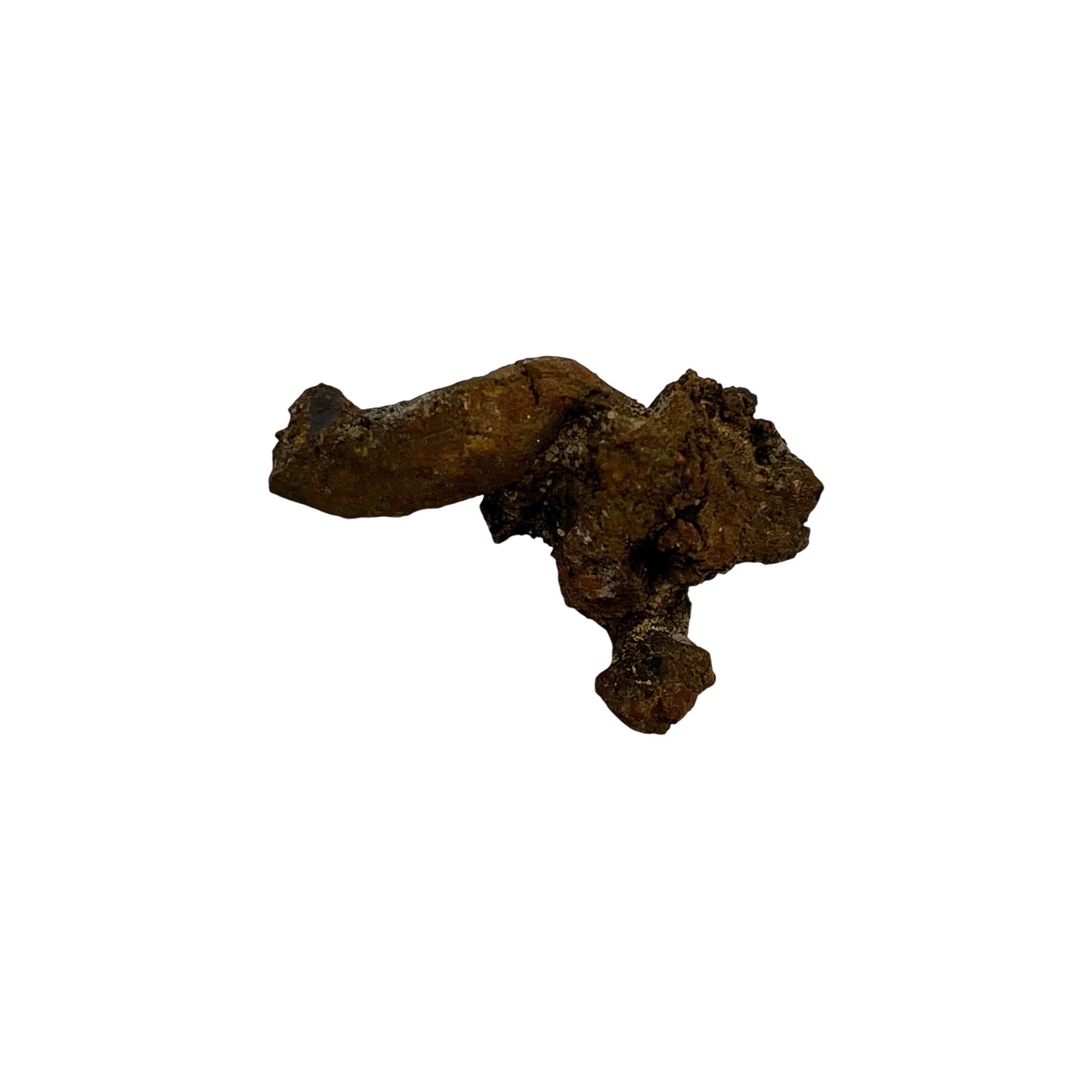 Coprolite (1-2")