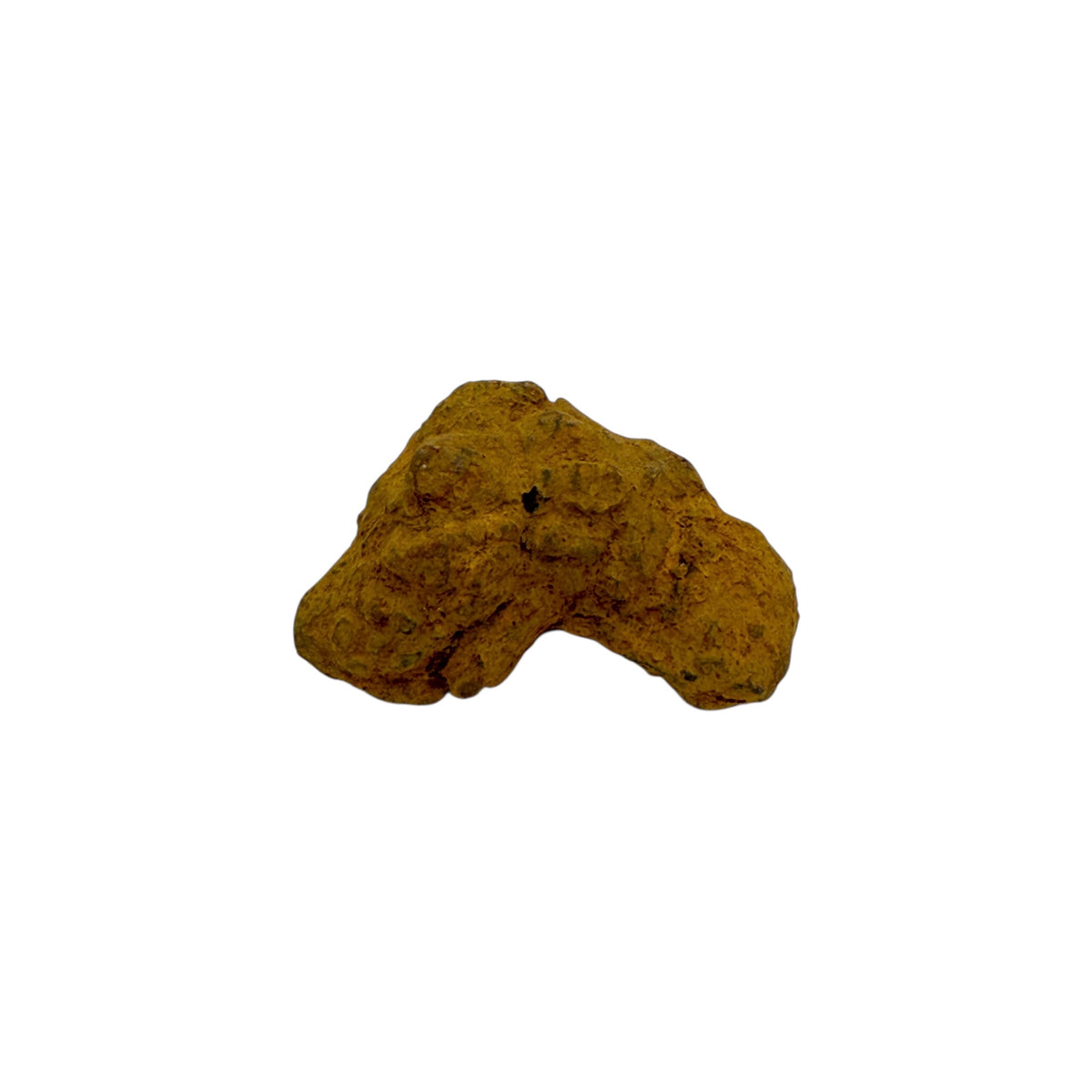 Coprolite (1-2")