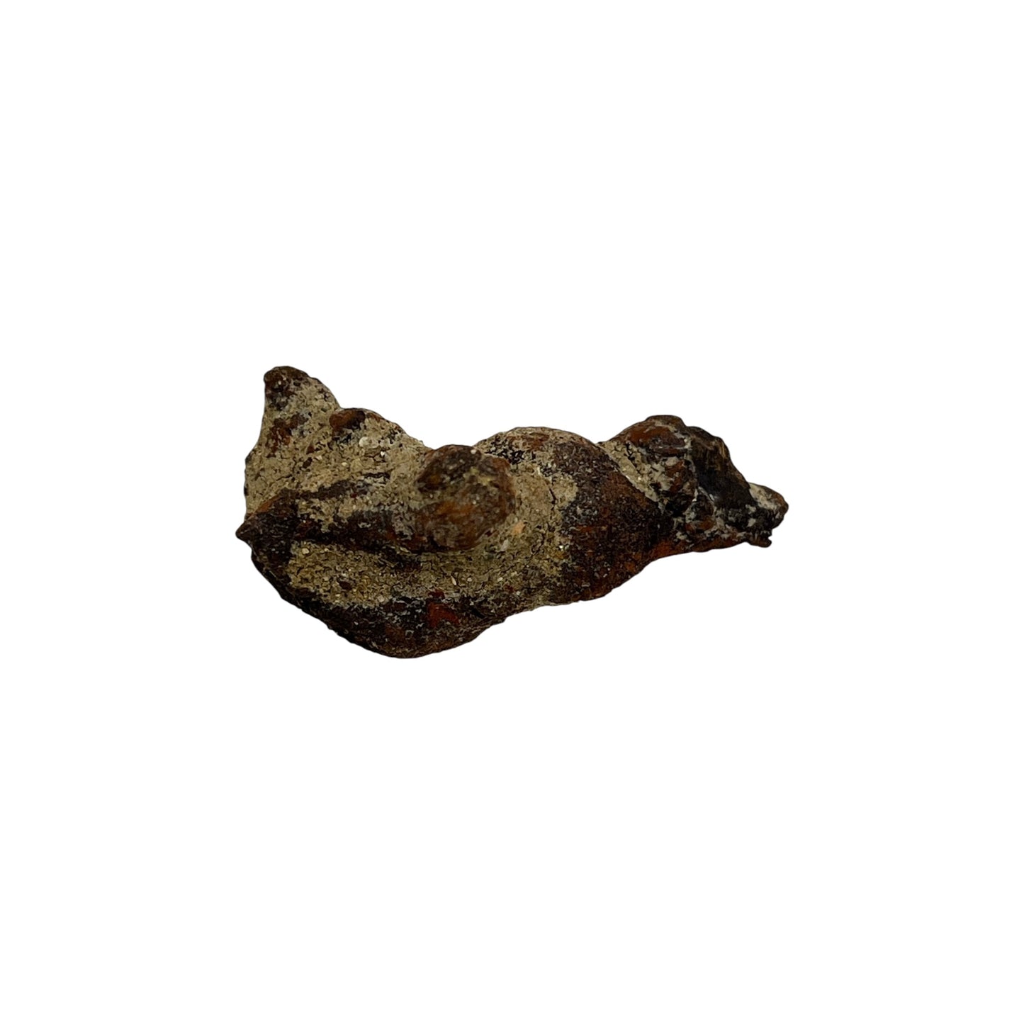 Coprolite (1-2")