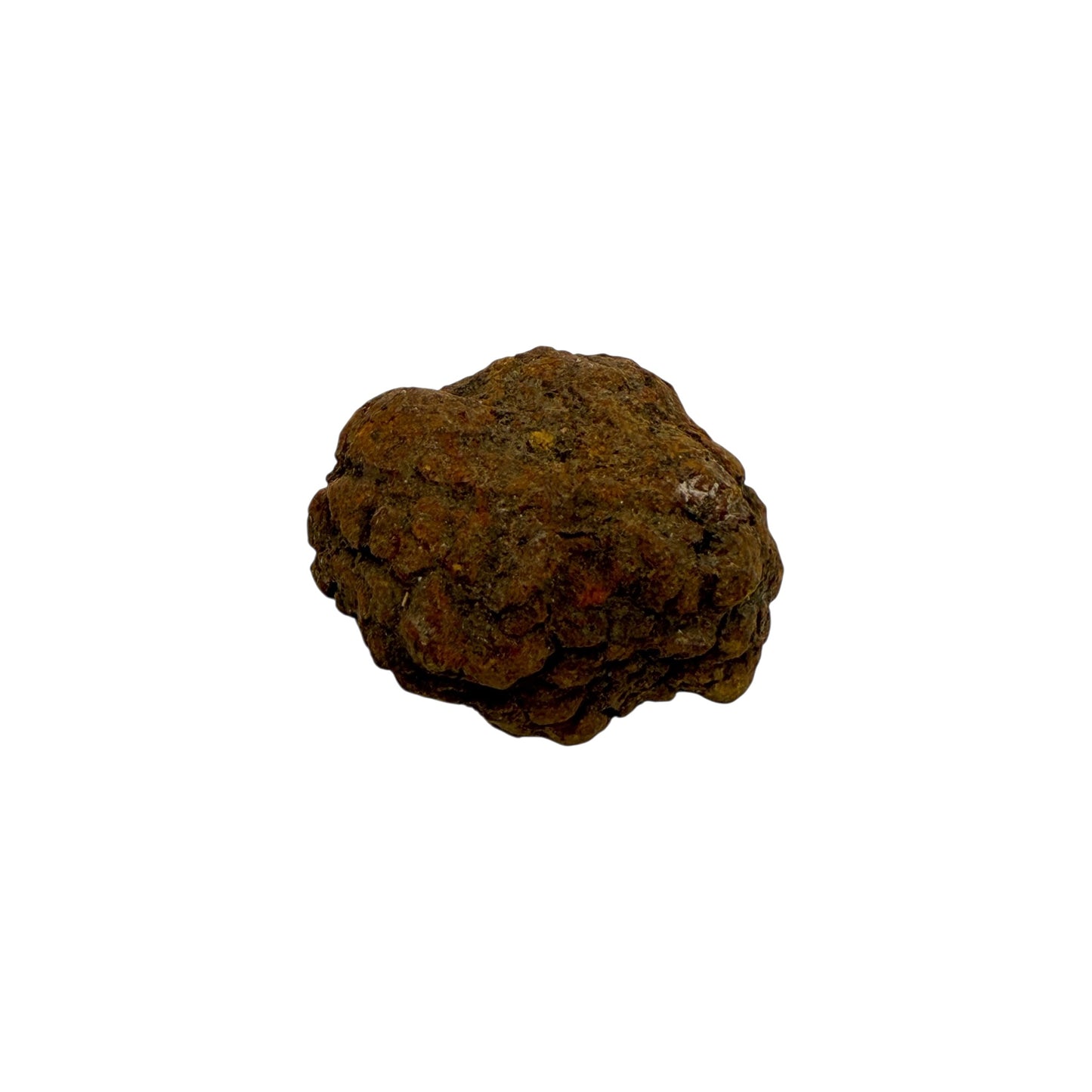 Coprolite (1-2")