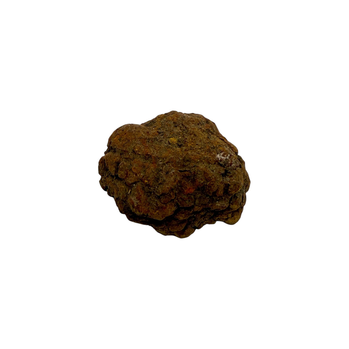 Coprolite (1-2")