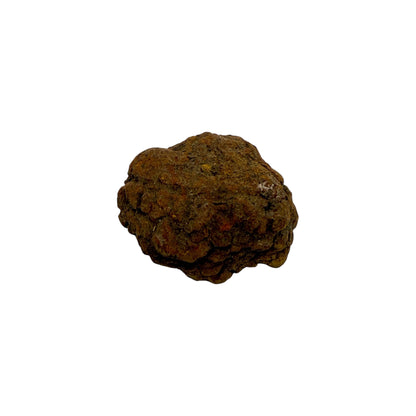 Coprolite (1-2")