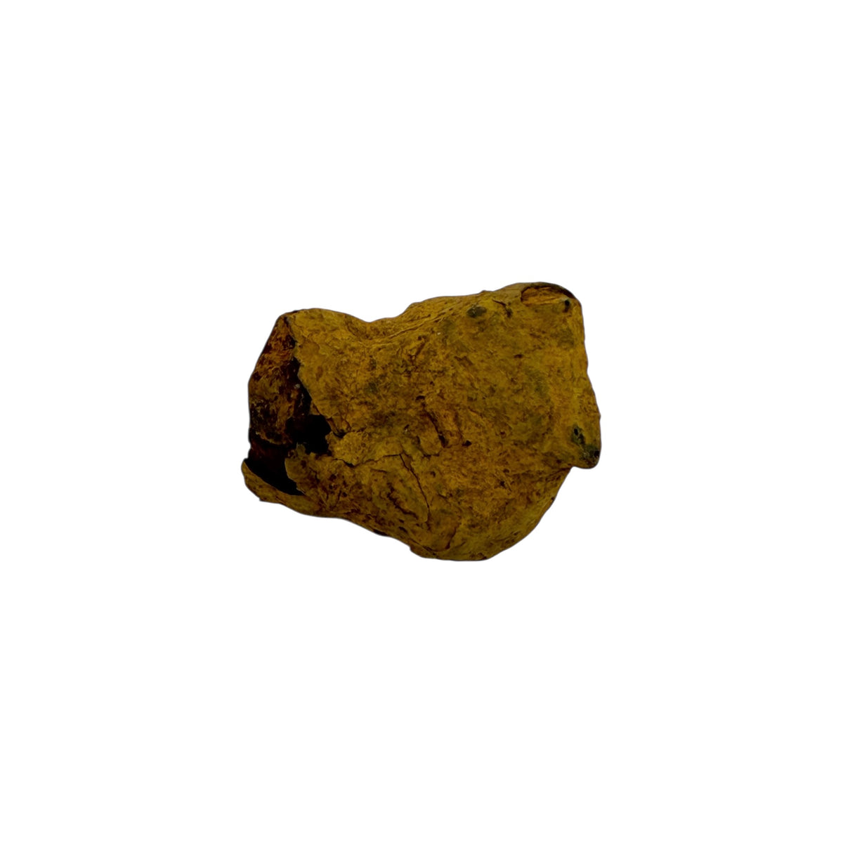 Coprolite (1-2")